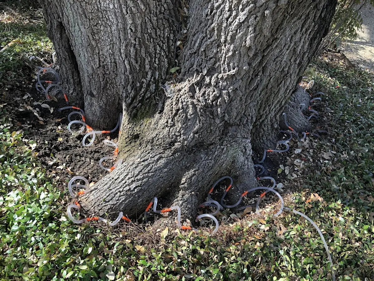 Detailed Tree Cabling and Bracing job site in Friendship