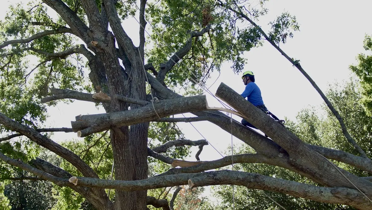 Professional Crown Thinning performed by certified arborists in Friendship